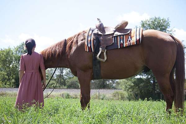 all-around-quarter-horse