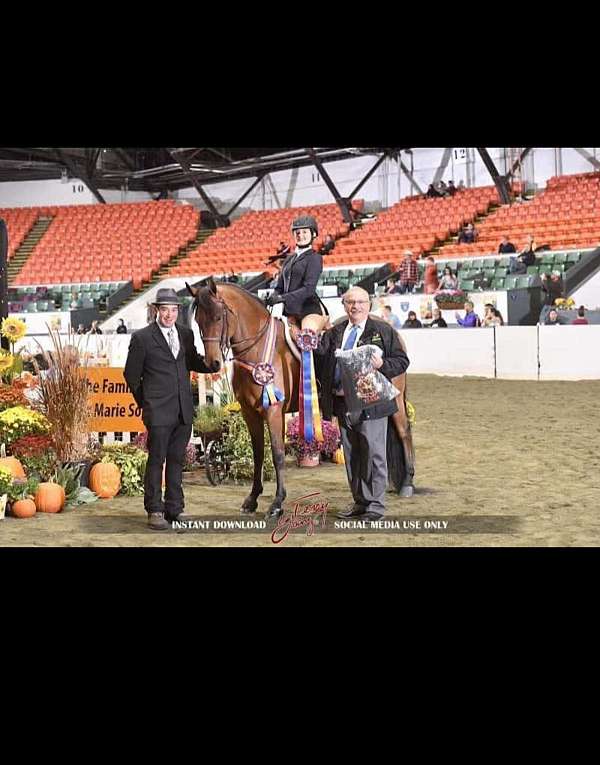 all-around-friesian-horse