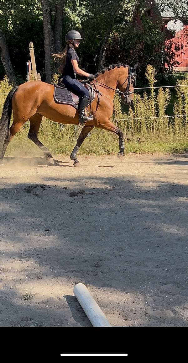 breeding-friesian-horse