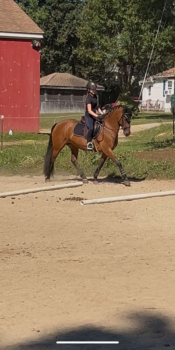 champion-friesian-horse