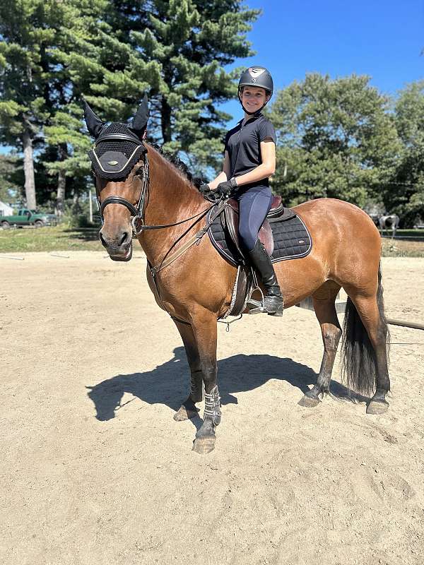 beginner-friesian-horse