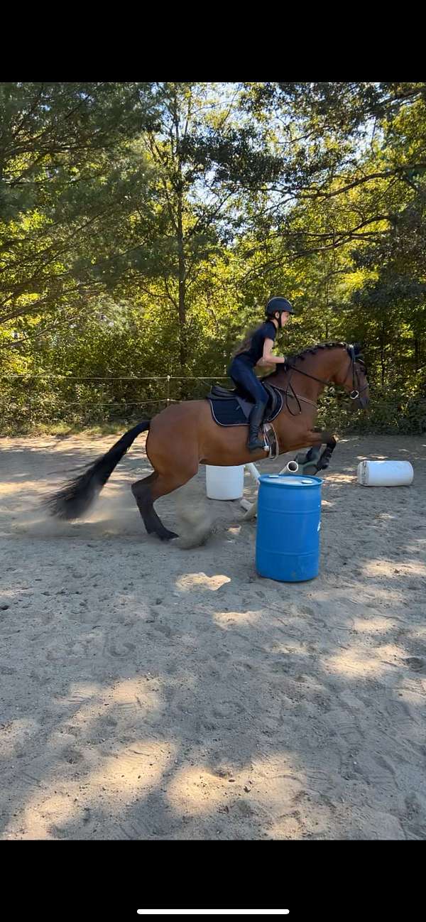 drill-team-friesian-horse