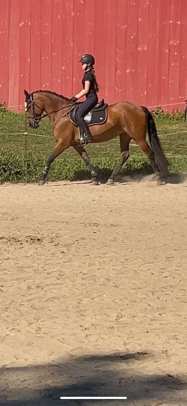 dressage-friesian-horse