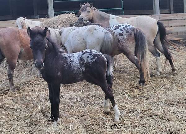 extended-blanket-appaloosa