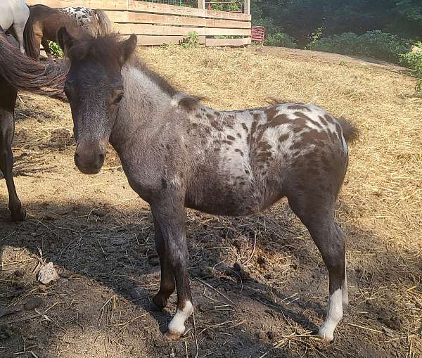breeding-miniature-horse