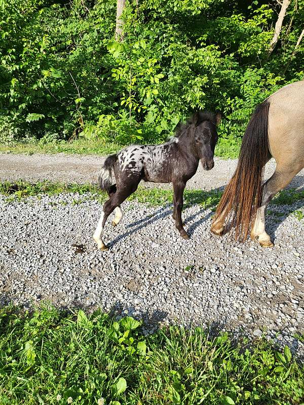 extended-blanket-appaloosa-horse
