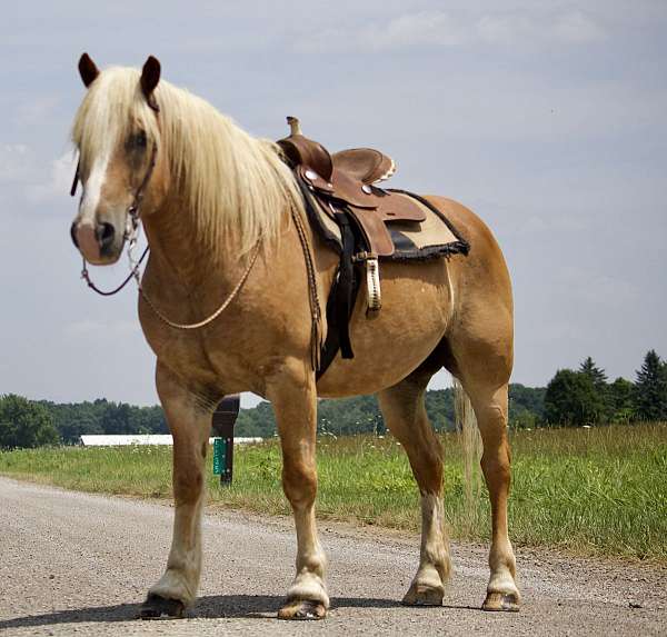 acre-haflinger-horse