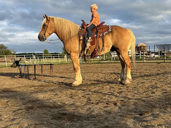 bid-haflinger-horse