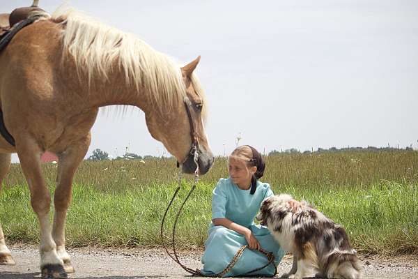 camping-haflinger-horse