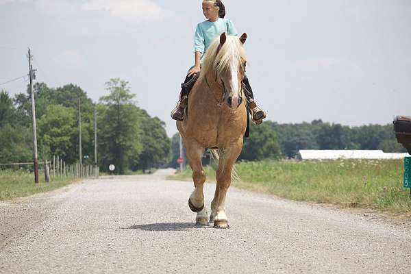 county-haflinger-horse