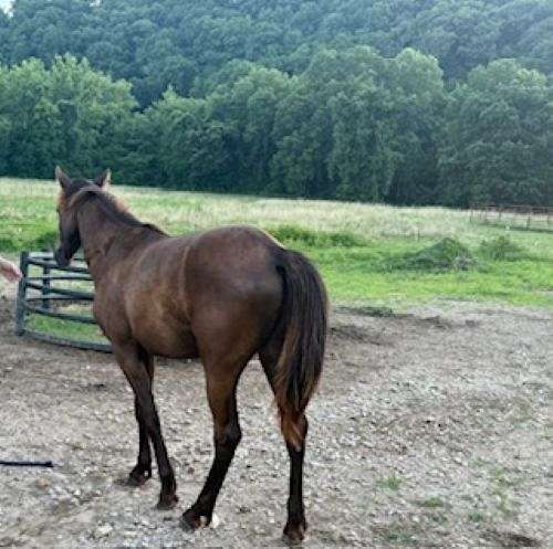 missouri-foxtrotters-fox-trotter-horse