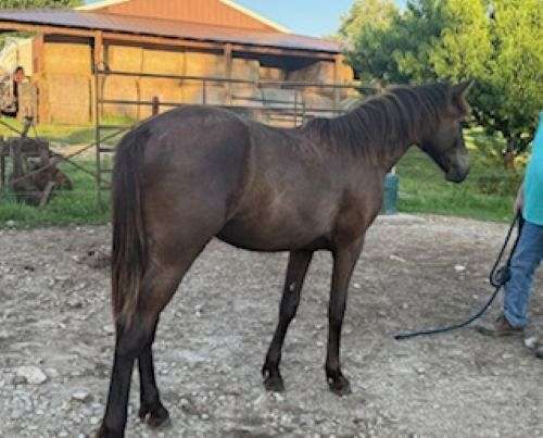 missouri-foxtrotters-horse
