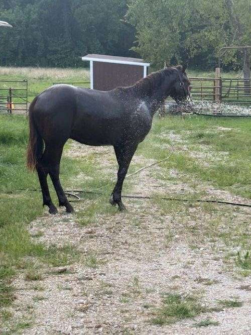 missouri-foxtrotters-gelding
