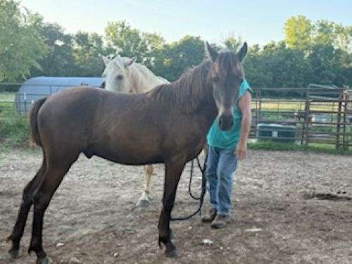 buckskin-missouri-fox-trotter-horse