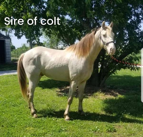 athletic-missouri-fox-trotter-horse