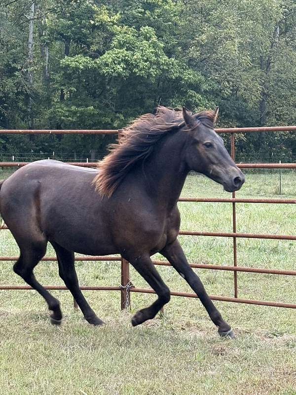 gaited-missouri-fox-trotter-horse