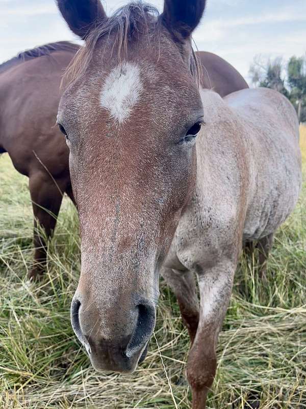 companion-filly-foal