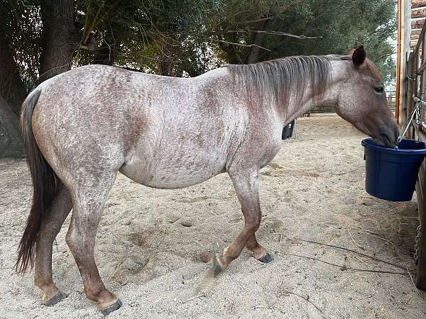 red-roan-star-horse