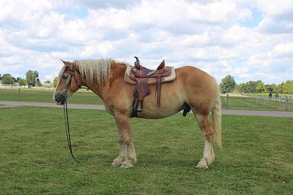 white-strip-horse