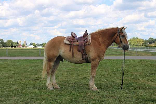 chestnut-white-strip-horse