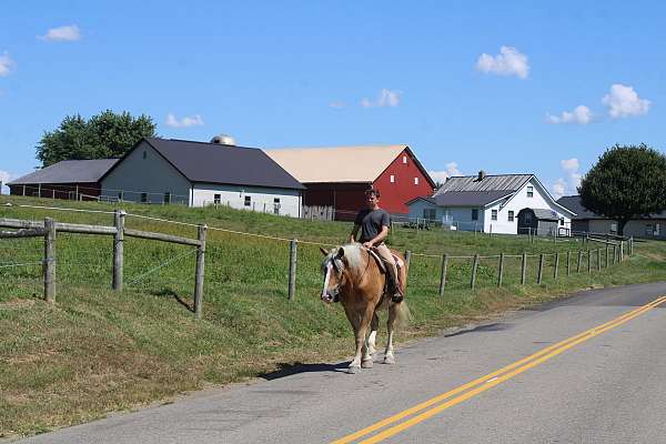 all-around-draft-horse