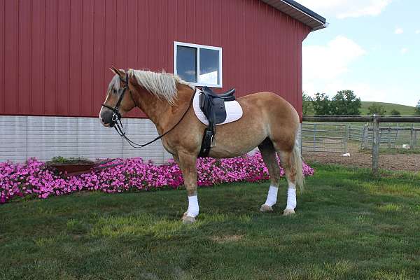 athletic-draft-horse
