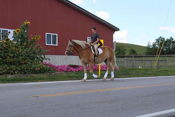 driving-draft-horse