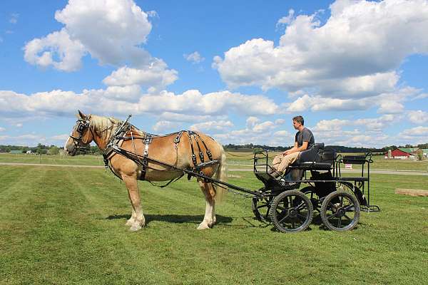 flashy-draft-horse