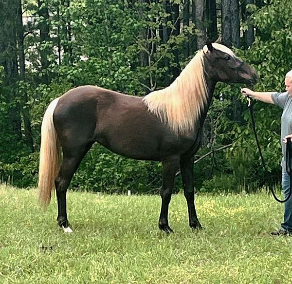 chocolate-one-white-foot-horse