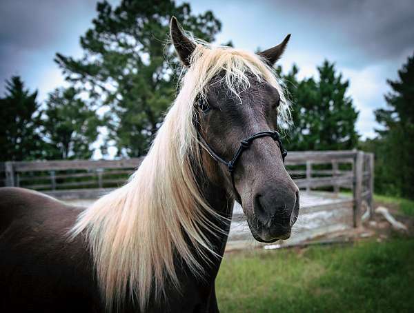 one-white-foot-horse