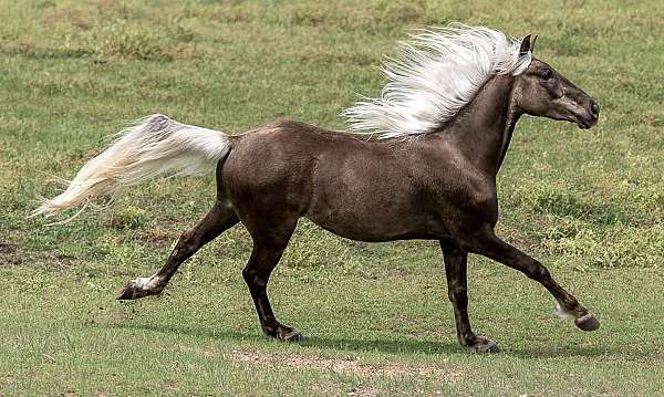 chocolate-primitive-leg-markings-horse