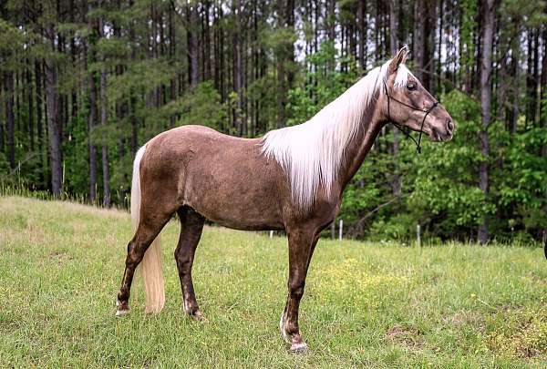 flashy-gelding-rocky-mountain-horse