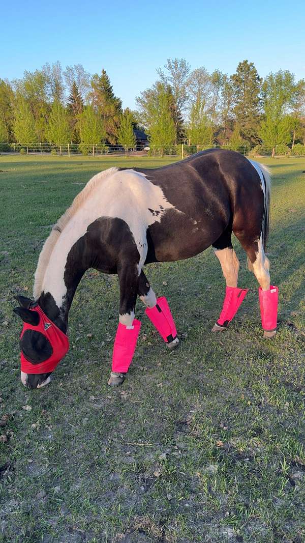 paint-filly