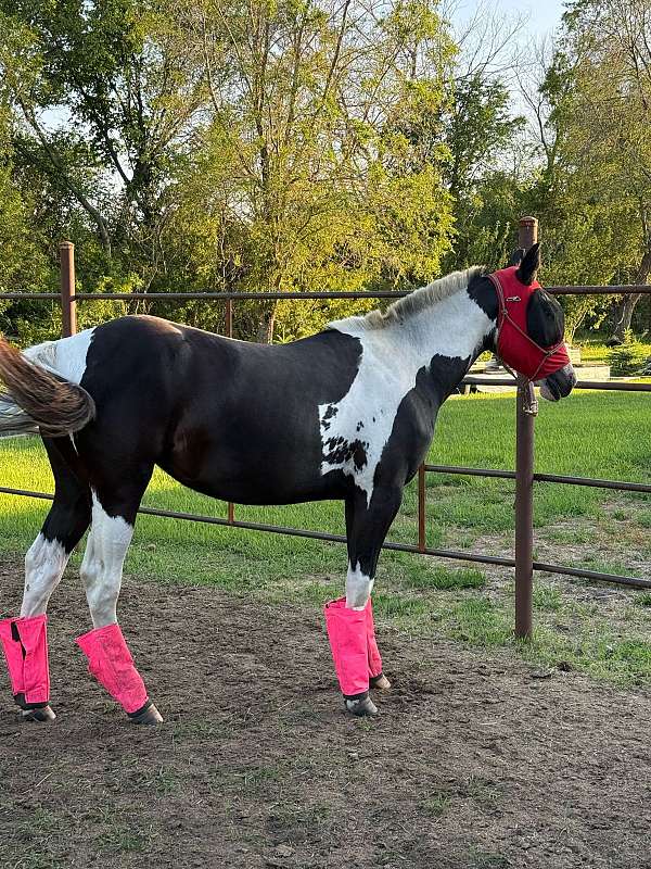 experienced-performance-filly-yearling