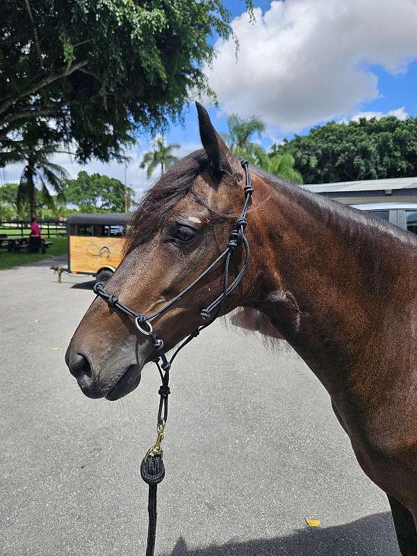 advanced-paso-fino-horse