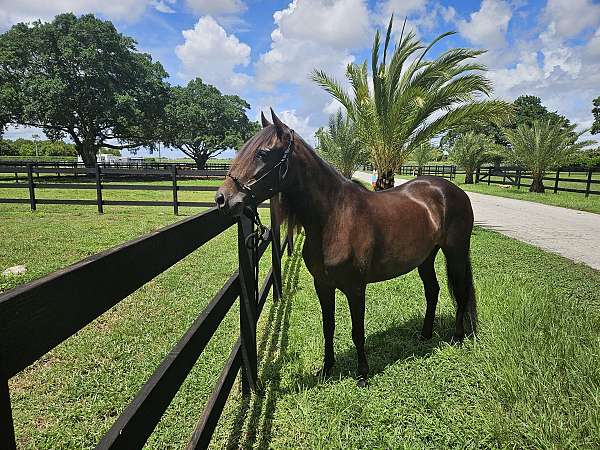 appointment-paso-fino-horse