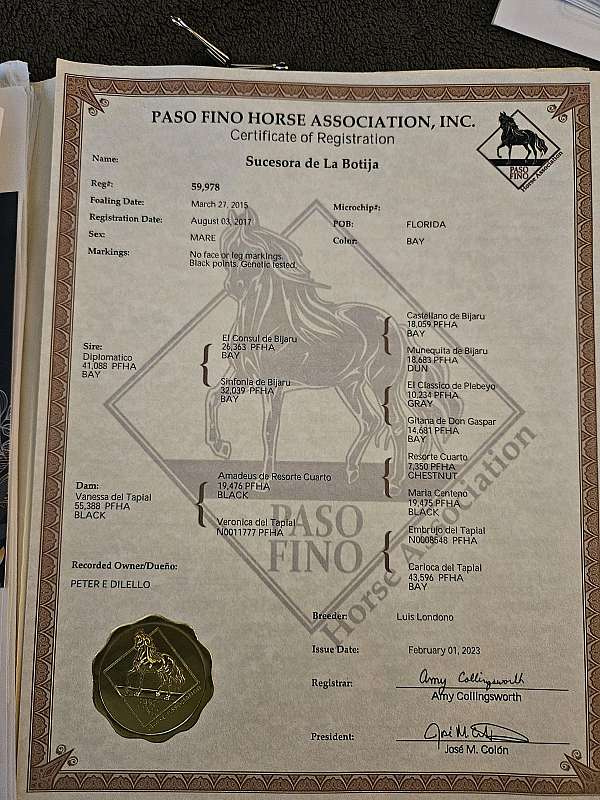 by-appointment-only-paso-fino-horse