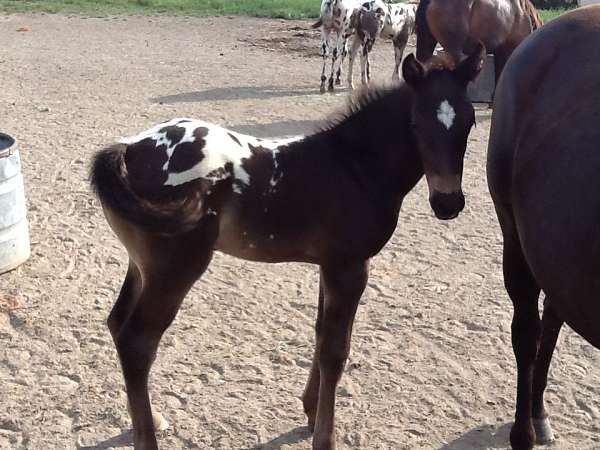 blue-roan-aphc-colt