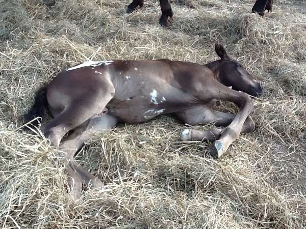 white-aphc-colt