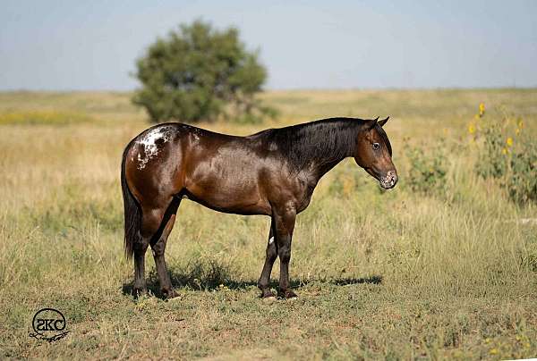 all-around-poa-pony