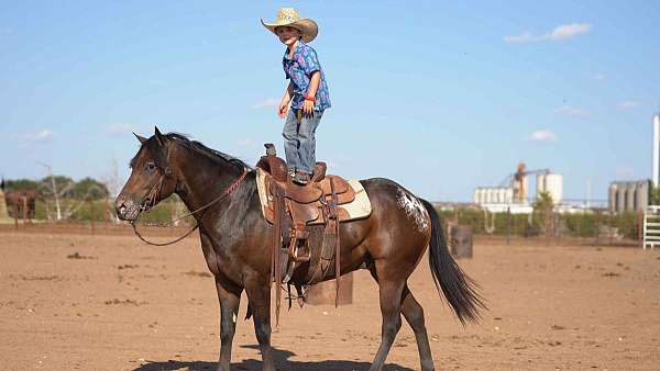 barrel-poa-pony