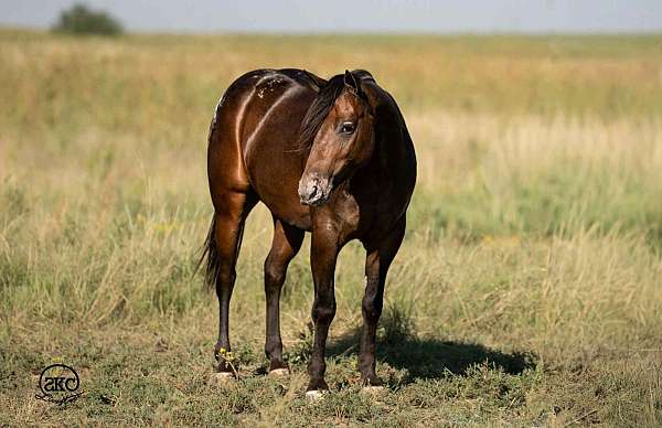 barrel-racing-poa-pony