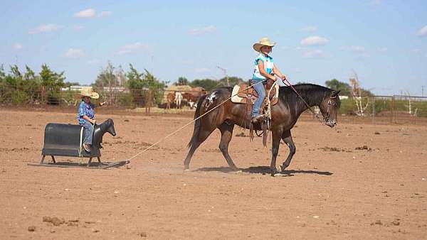 beginner-poa-pony