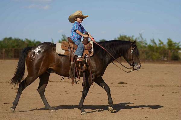 kid-safe-poa-pony