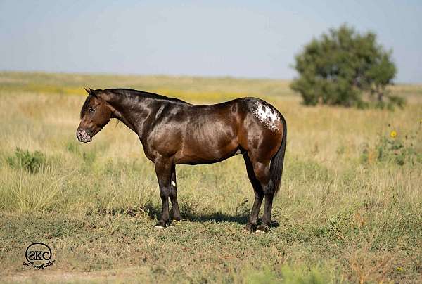 parade-poa-pony