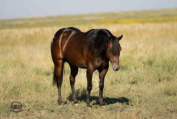 pole-poa-pony