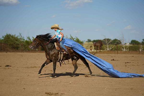 ranch-poa-pony