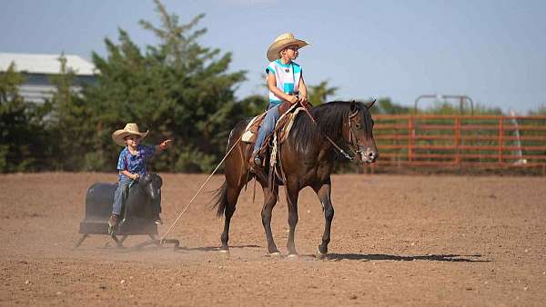rodeo-poa-pony