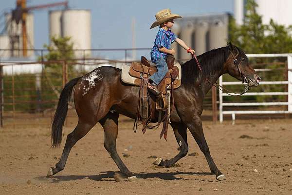 roping-poa-pony