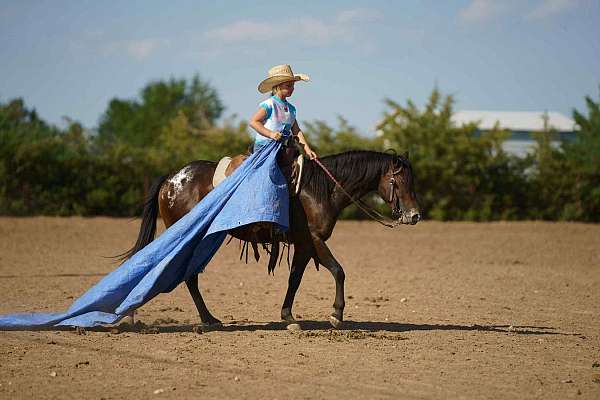 show-poa-pony